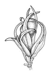Orthotrichum aucklandicum, perichaetial branch detail, dry. Drawn from B.H. Macmillan 83/134, CHR 351617.
 Image: R.C. Wagstaff © Landcare Research 2017 